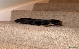 Miniature Dachshund dogs for sale: Miniature dachshund puppy’s  - Image 5