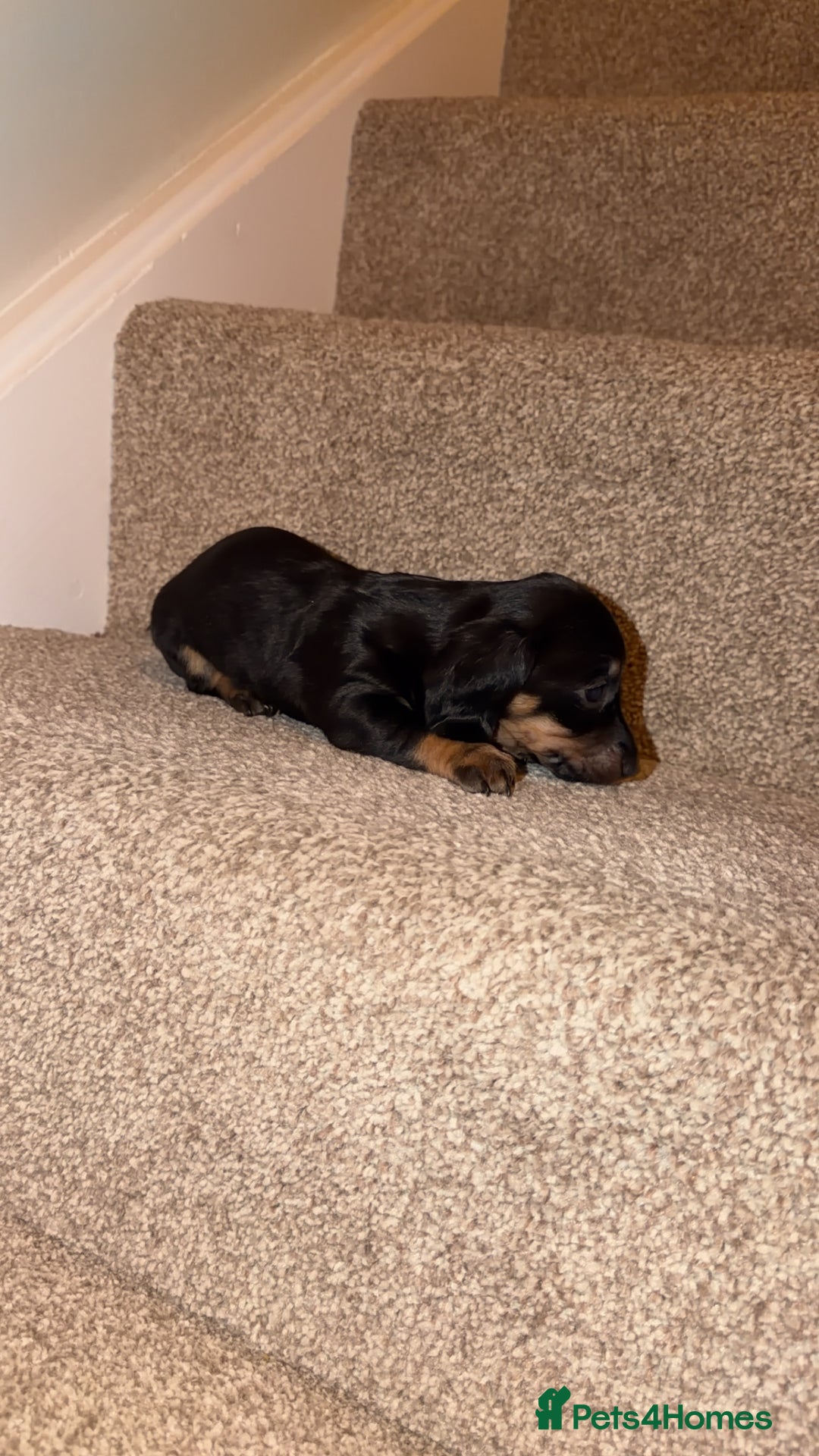 Miniature Dachshund dogs for sale: Miniature dachshund puppy’s  - Image 5