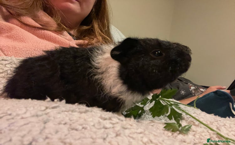 Guinea Pig rodents - Advert 3