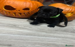 Staffordshire Bull Terrier dogs for sale: Staffys Puppies   25+ Champions ( Show Quality ) - Advert 32