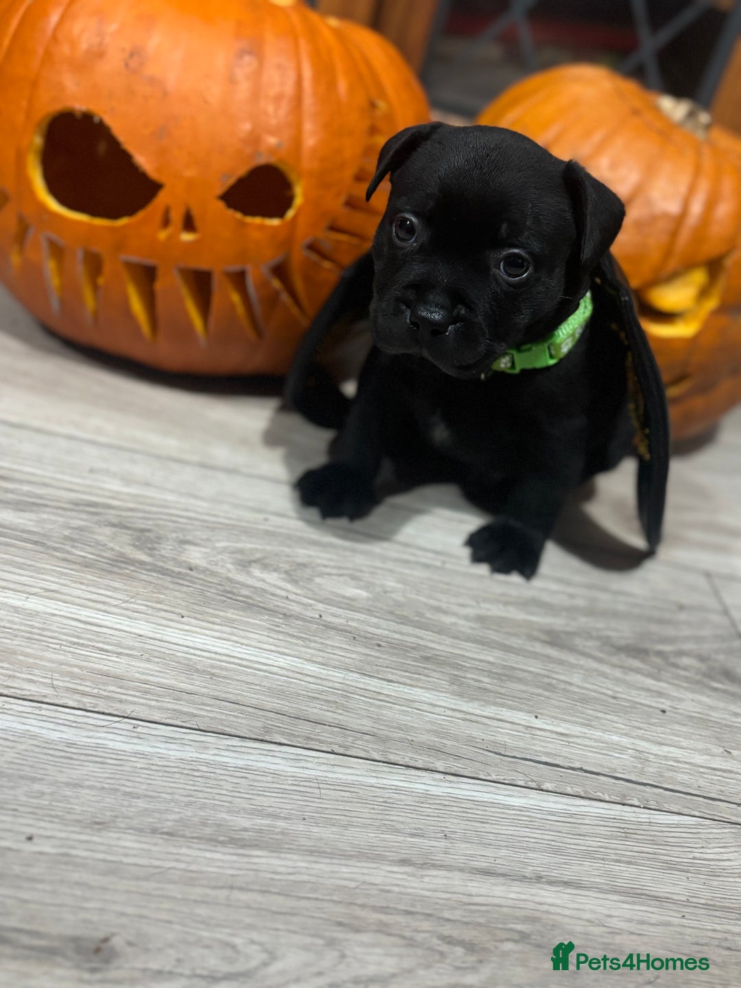 Staffordshire Bull Terrier dogs for sale: Staffys Puppies   25+ Champions ( Show Quality ) - Advert 32