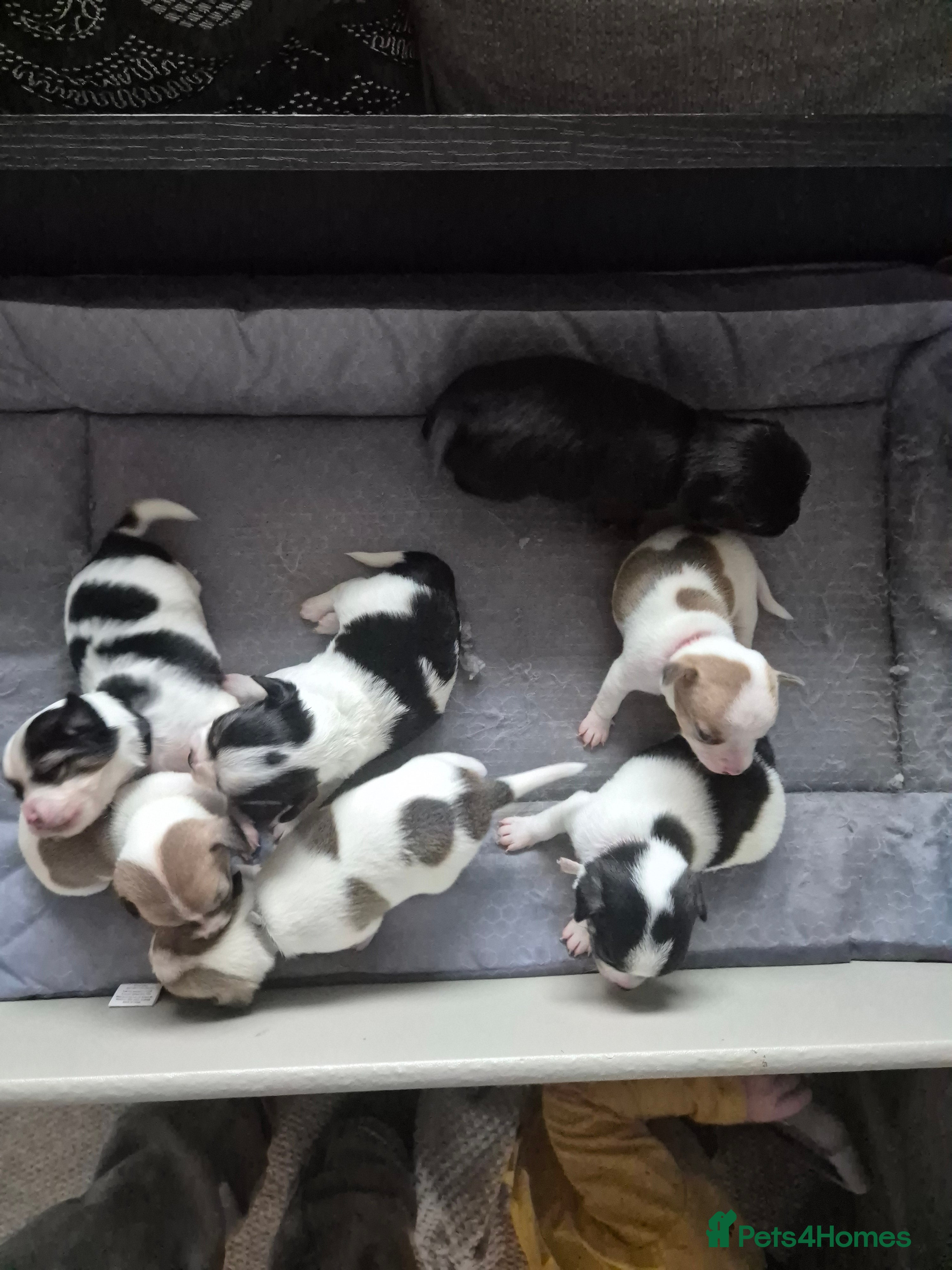 Jack Chi dogs Jack chi puppies - Advert 1