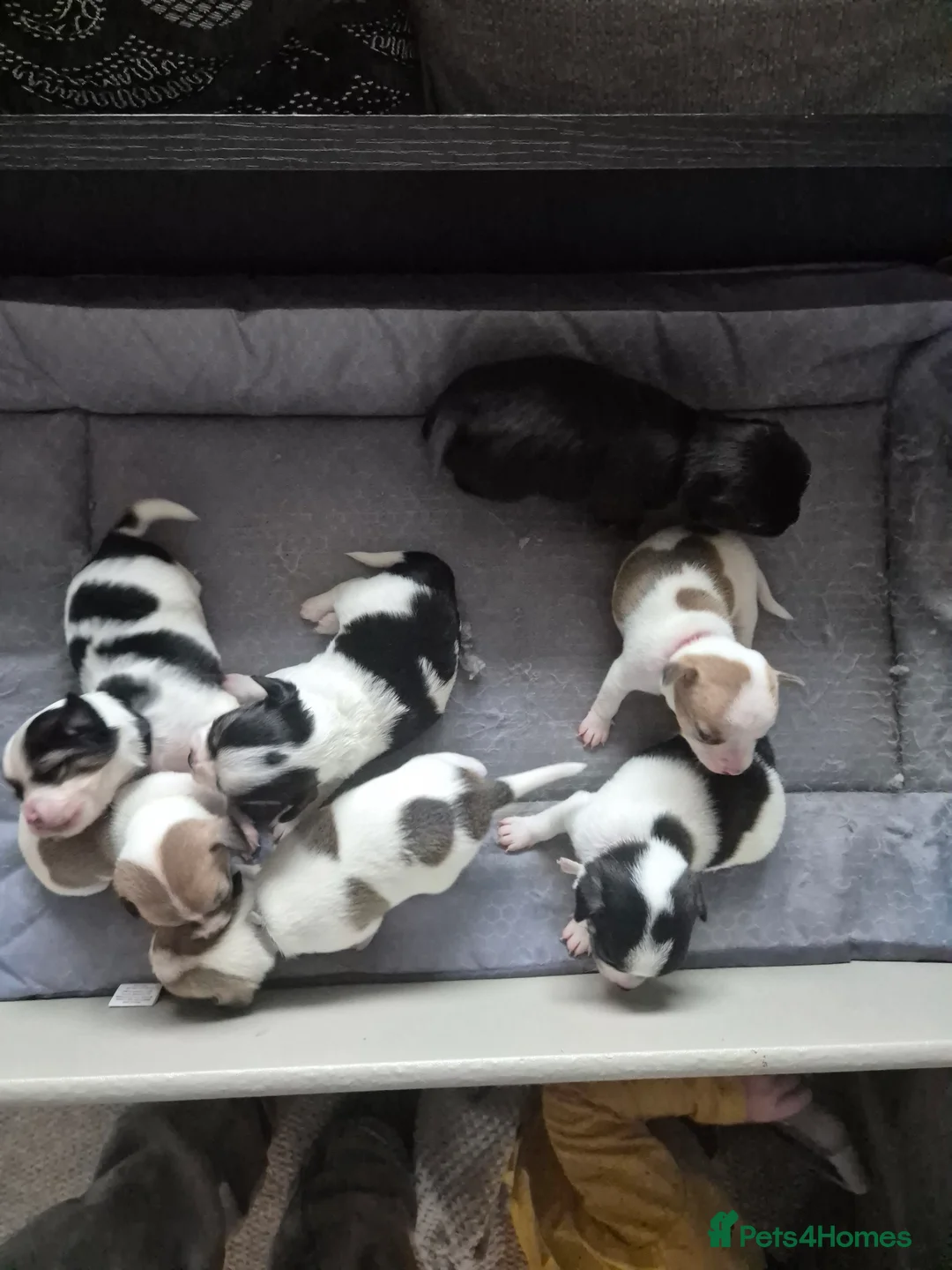 Jack Chi dogs for sale: Jack chi puppies - Advert 1