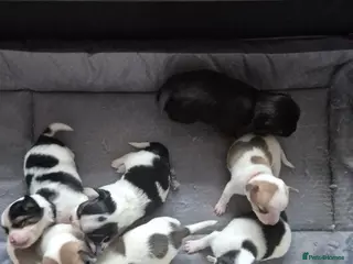 Jack Chi dogs Jack chi puppies - Advert 1