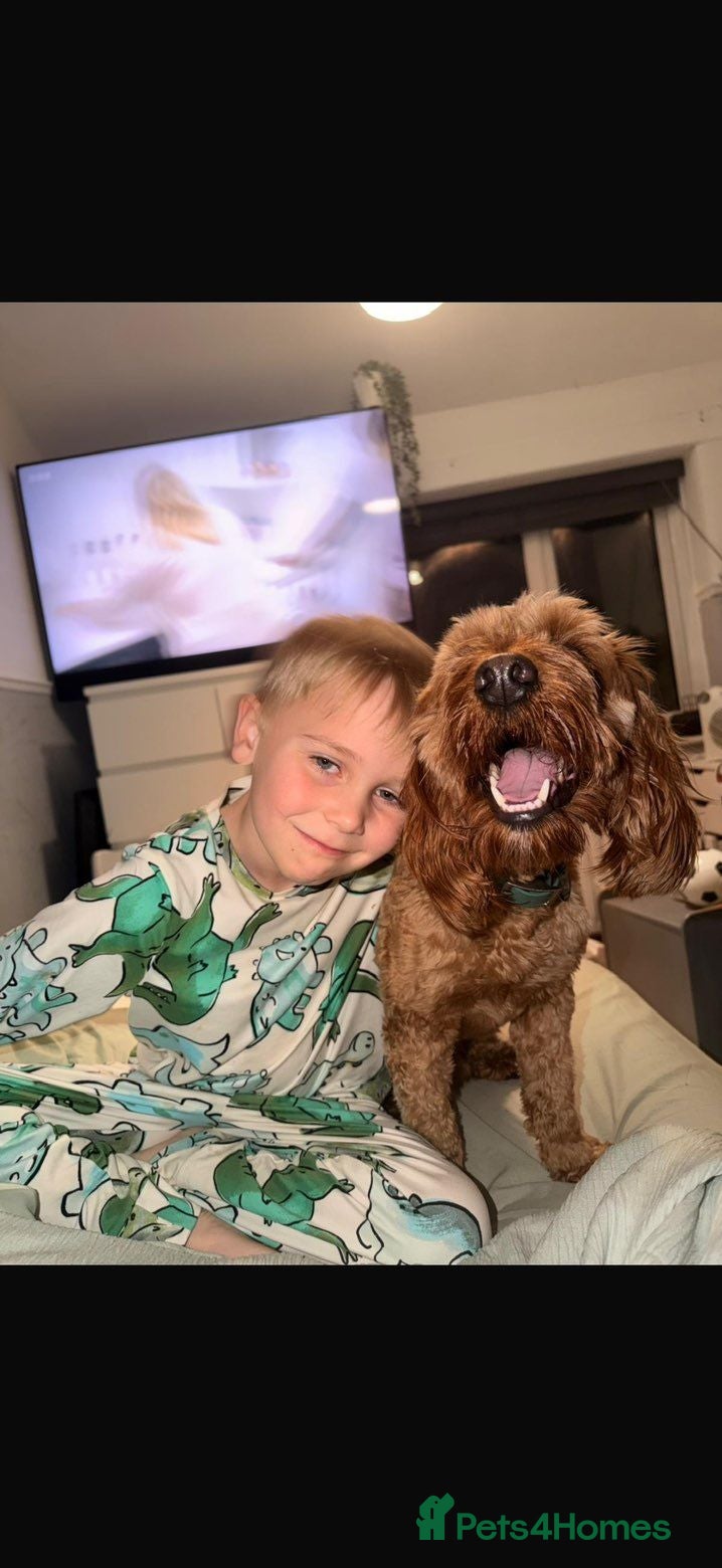 Cockapoo dogs 1 year old cockapoo Teddy  - Advert 3