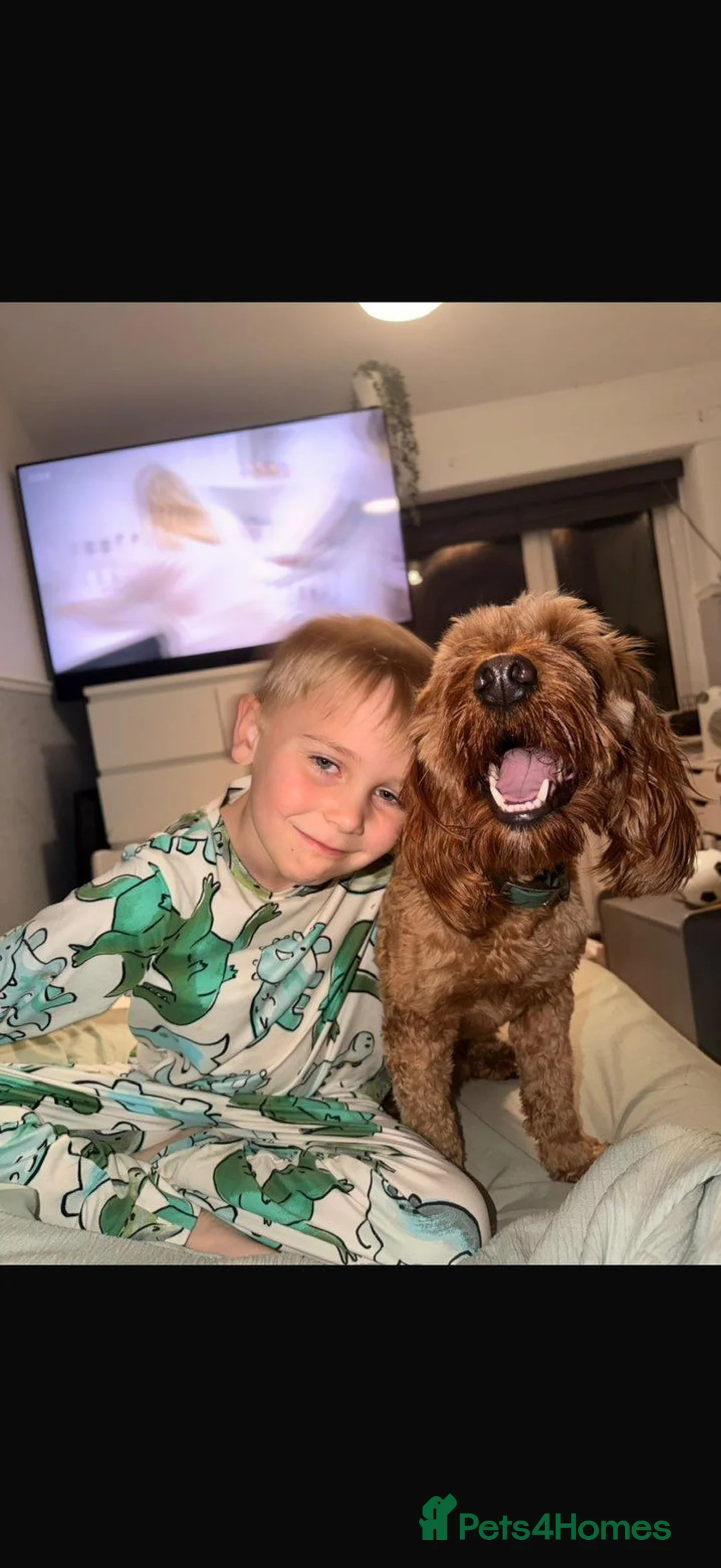 Cockapoo dogs for sale: 1 year old cockapoo Teddy  - Advert 1