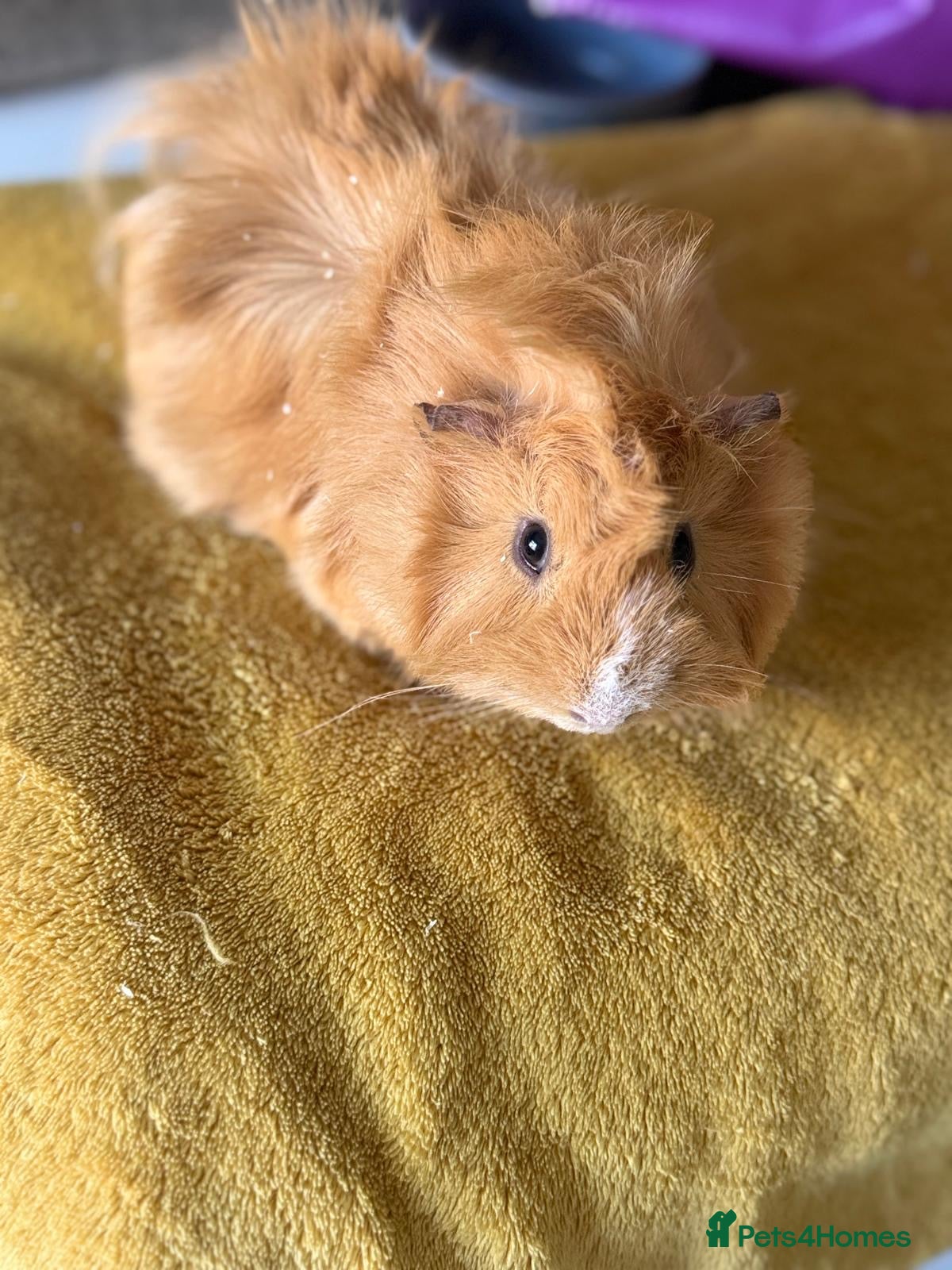 Guinea Pig rodents 2 Loving Male Guinea Pigs Rehome - Advert 1