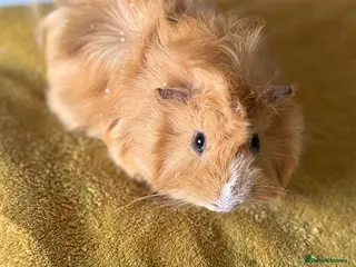 Guinea Pig rodents 2 Loving Male Guinea Pigs Rehome - Advert 1