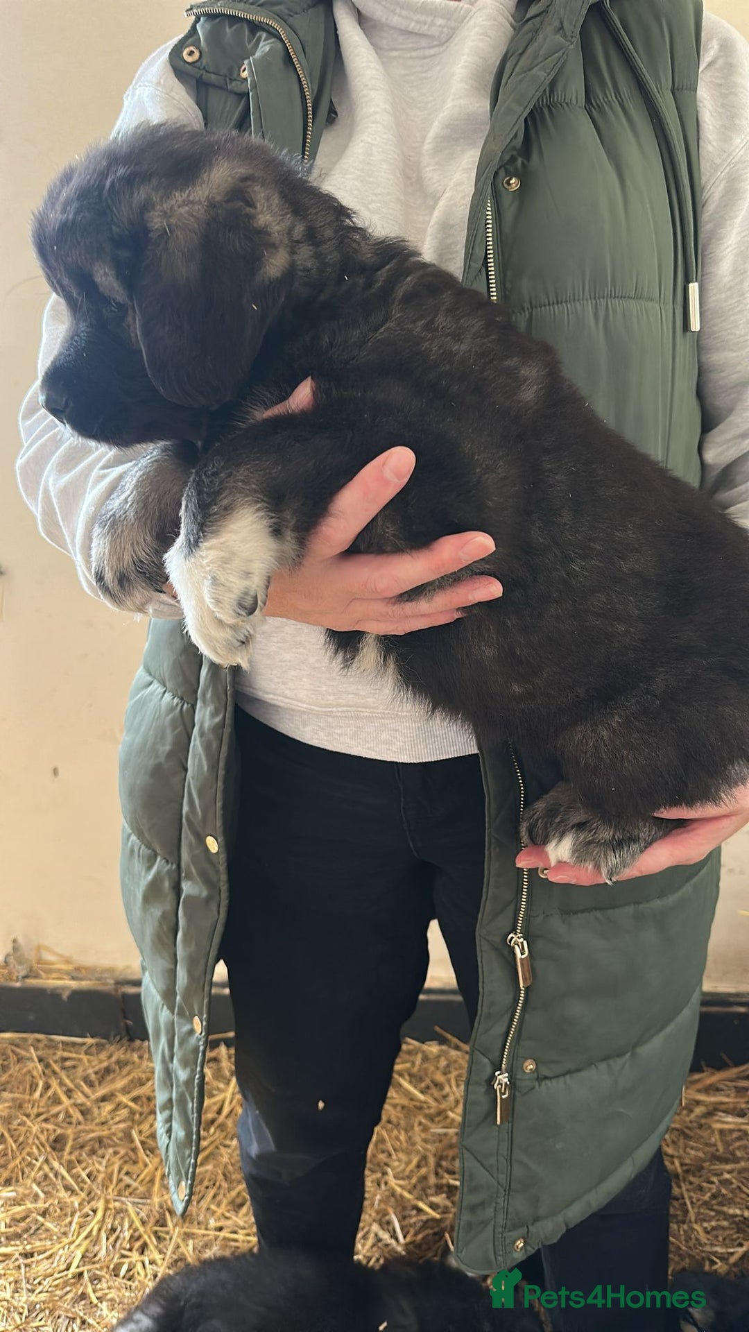 Caucasian Shepherd Dog dogs for sale:  ⭐️Caucasian shepherds⭐️puppies #bears big boned   - Image 17