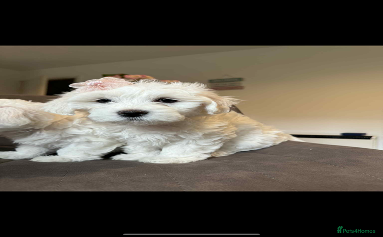 Maltese dogs in Oswestry - Advert 4