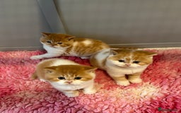 British Shorthair cats for sale: Chunky Red and White British Shorthair TICA - Image 1