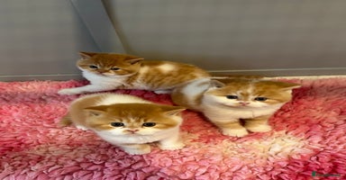 British Shorthair cats - Advert 4