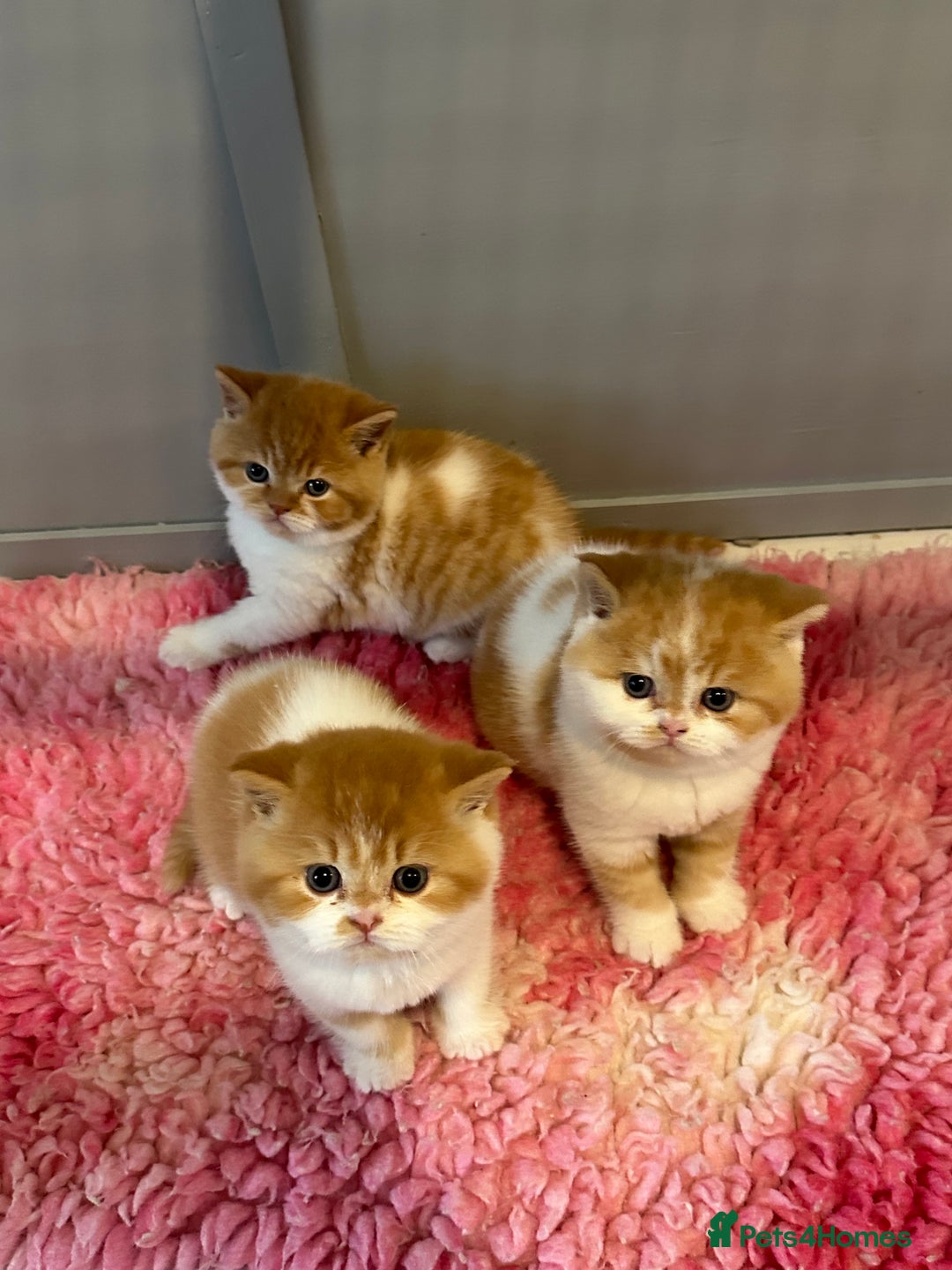 British Shorthair cats for sale: Chunky Red and White British Shorthair TICA - Image 1