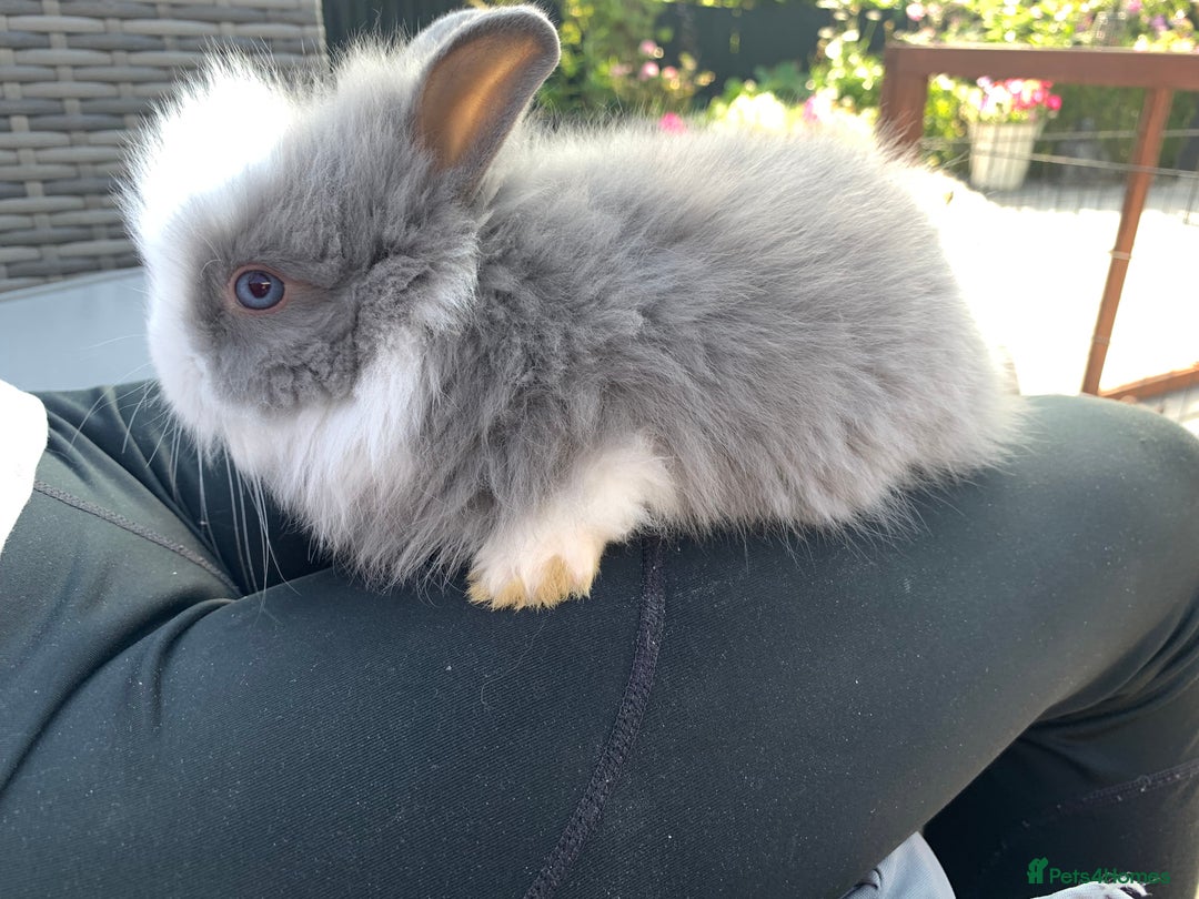 Lionhead rabbits for sale: 7 Beautiful double mane Lionhead Bunnies  - Image 15