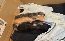 Domestic Shorthair cats for sale: Domestic Shorthair - Image 12