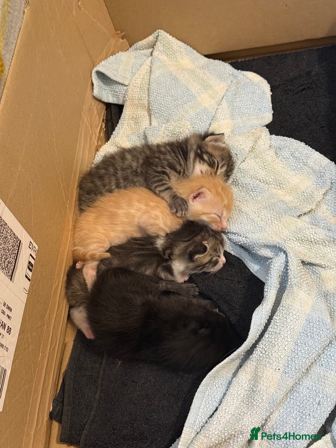 Domestic Shorthair cats for sale: Domestic Shorthair - Image 12