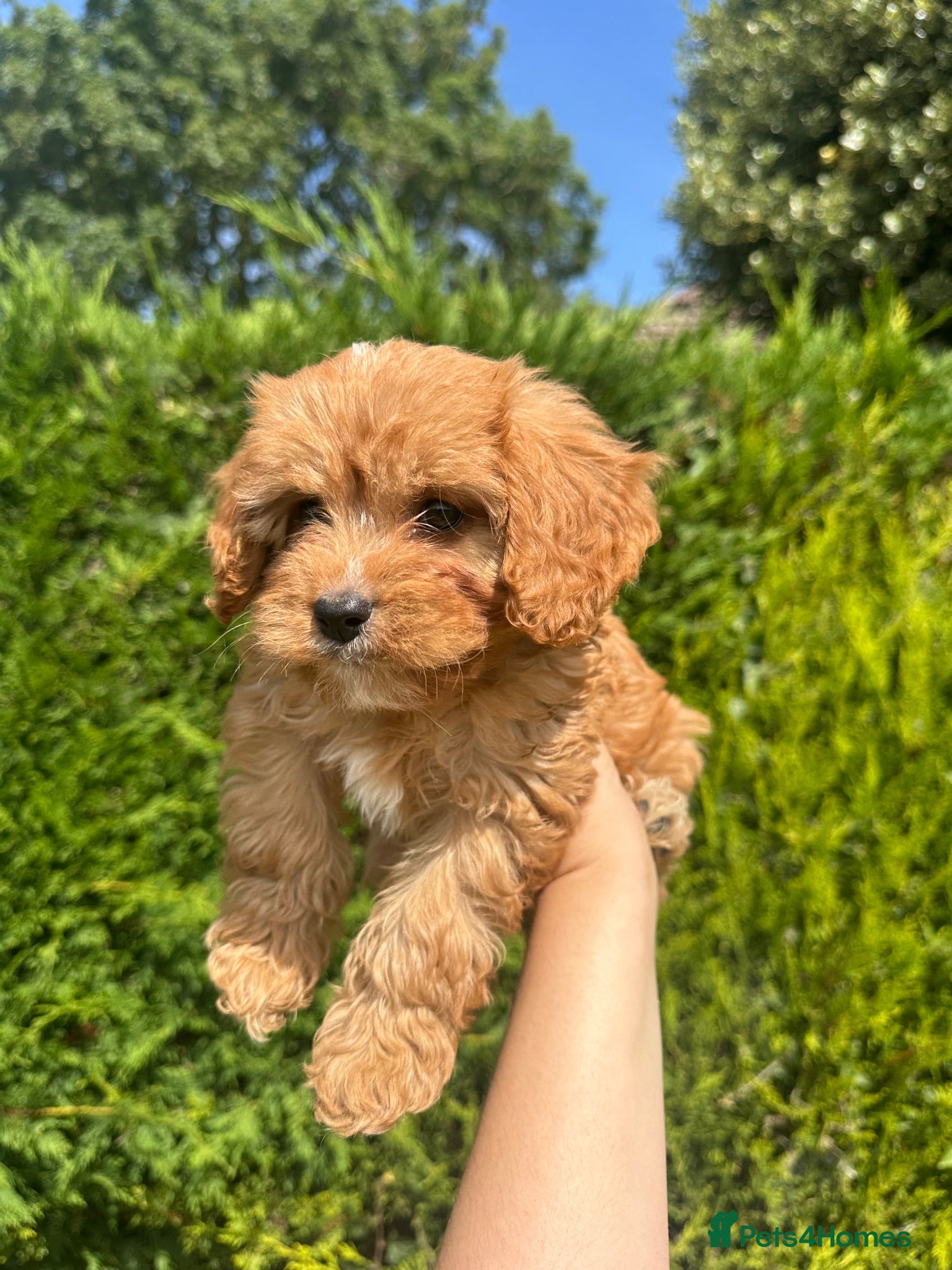 Cavapoo dogs 1 BOY and 1 GIRL CAVAPOO 💙👑 - Advert 11