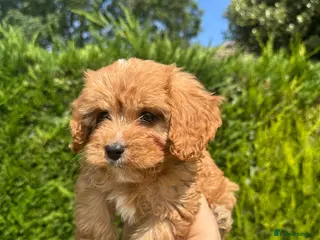 Cavapoo dogs 1 BOY and 1 GIRL CAVAPOO 💙👑 - Advert 11