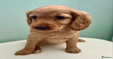 Cockapoo dogs - Advert 10