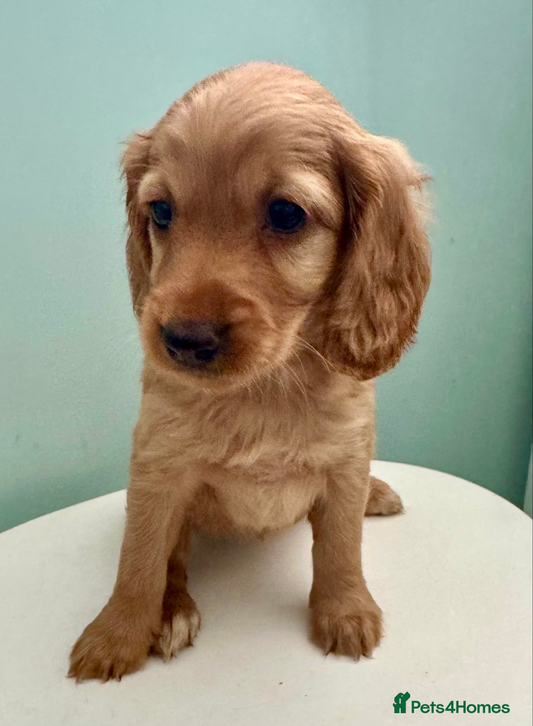 Cockapoo dogs for sale: ONLY 3 RED/WHITE COCKAPOO PUPPIES LEFT - Image 3