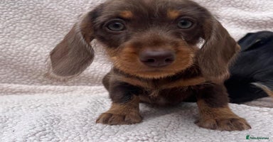 Dachshund dogs - Advert 7