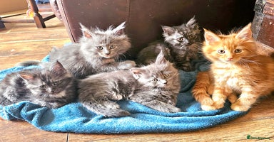 Maine Coon cats in Alfreton - Advert 2