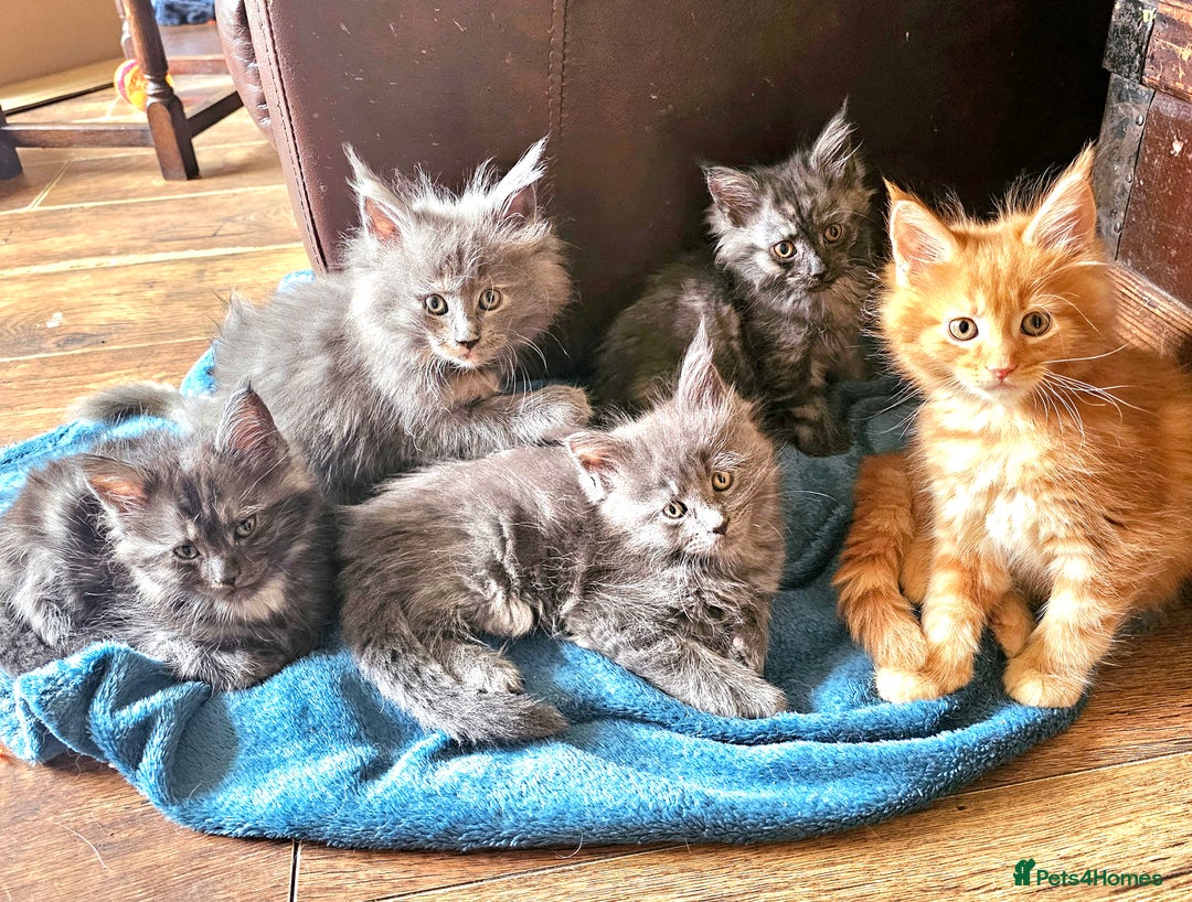 Maine Coon cats for sale: *PRICE DROP* ONLY 1 GIRL LEFT!!! *READY NOW* GCCF! in Alfreton - Image 3