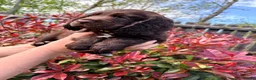 Cocker Spaniel dogs for sale: Last Working cocker Available RKC - Ready Now  - Advert 22