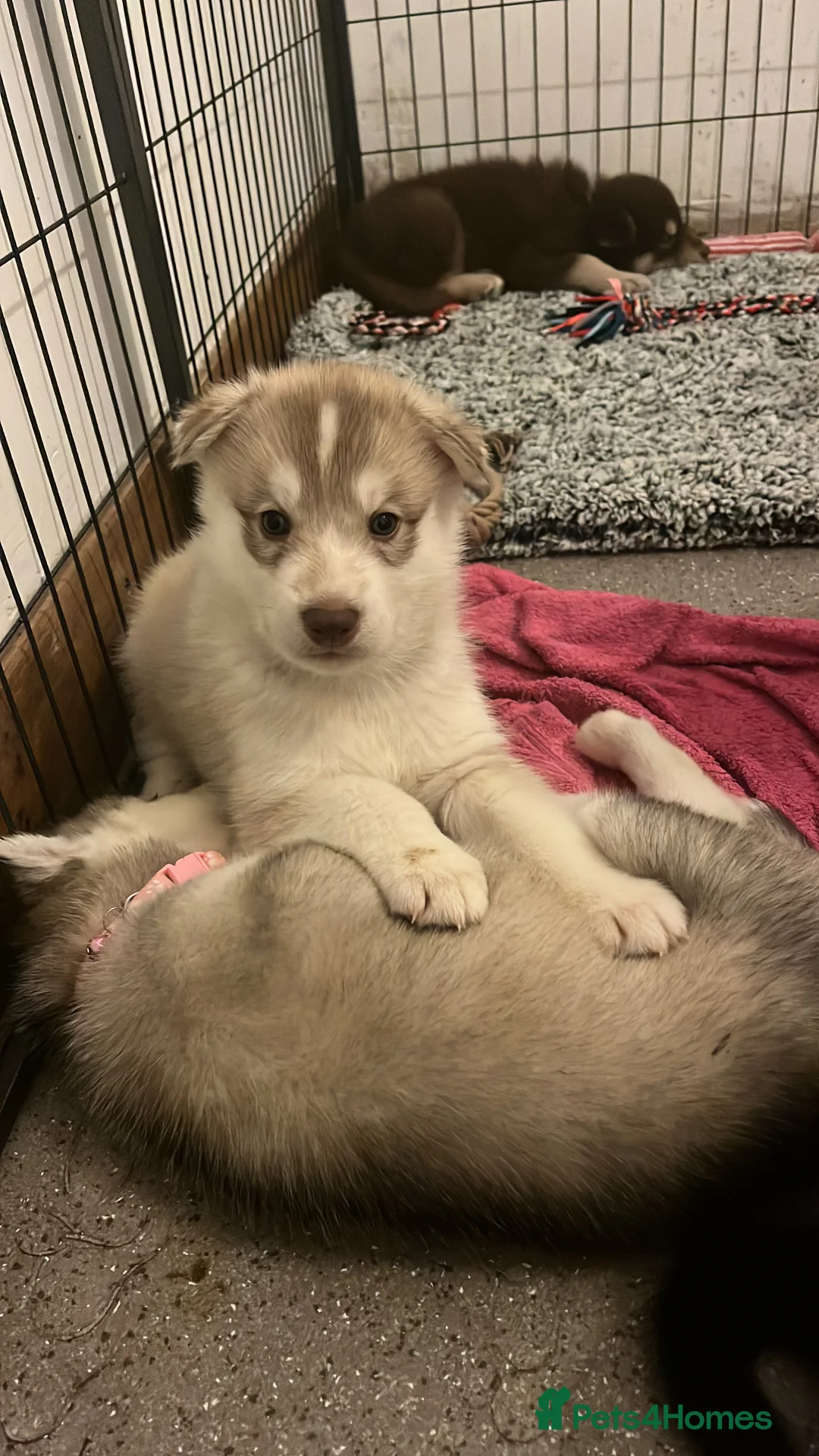 Northern Inuit dogs for sale: Northern Innuit puppies for sale  - Advert 12