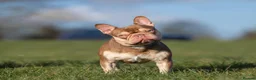 French Bulldog dogs for sale: Rojo and tan - Advert 6