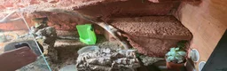 Bearded Dragon reptiles for sale: Red monster bearded dragon plus home  in Withernsea - Advert 5