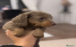 Miniature Dachshund dogs for sale: Gorgeous Miniature Daschunds  - Image 26