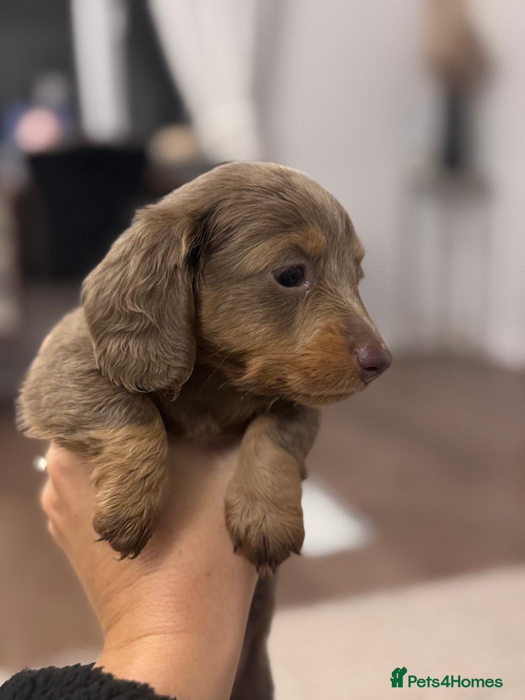 Miniature Dachshund dogs for sale: Gorgeous Miniature Daschunds  - Image 26