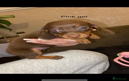Miniature Dachshund dogs for sale: 🌻Miniature dachshund puppies 🌻 - Image 6