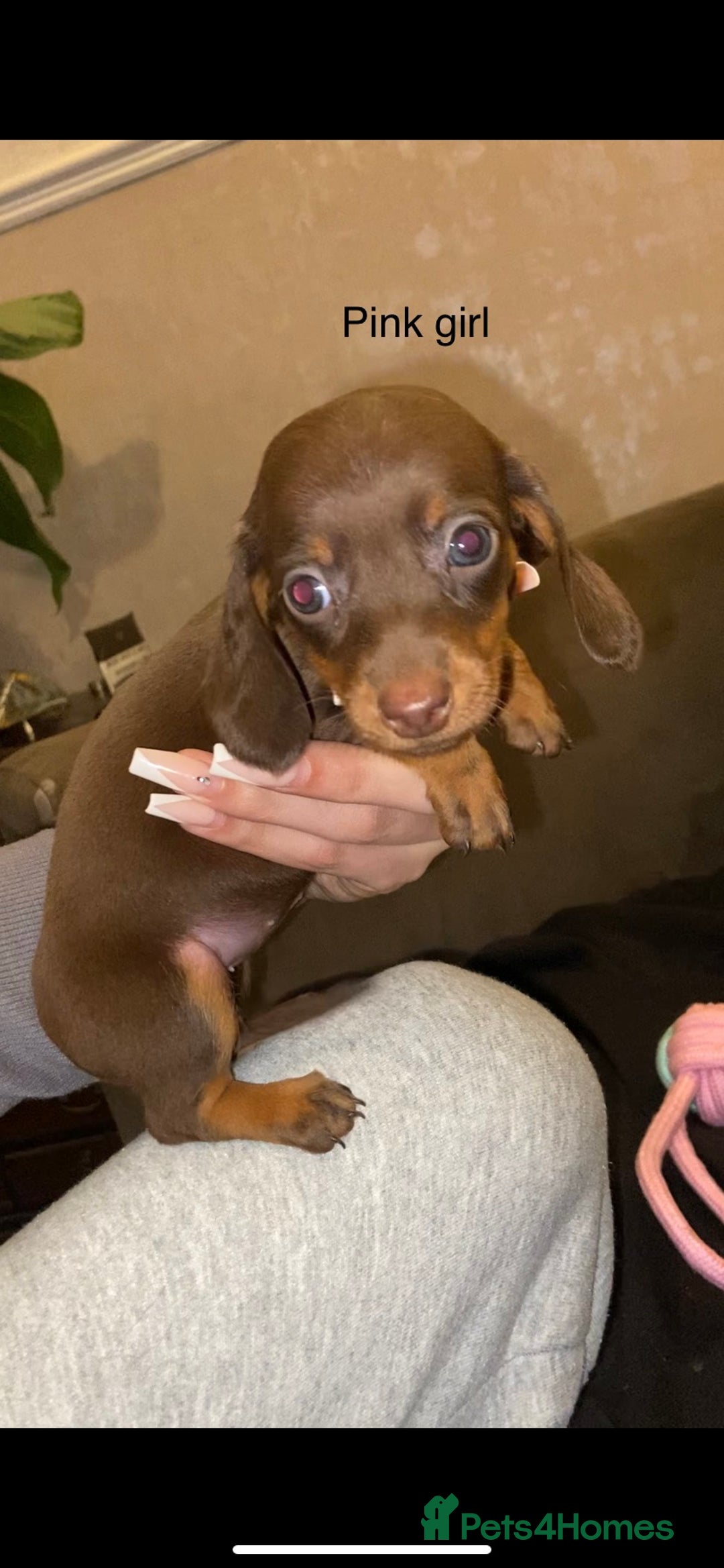 Miniature Dachshund dogs for sale: 🌻Miniature dachshund puppies 🌻 - Image 6