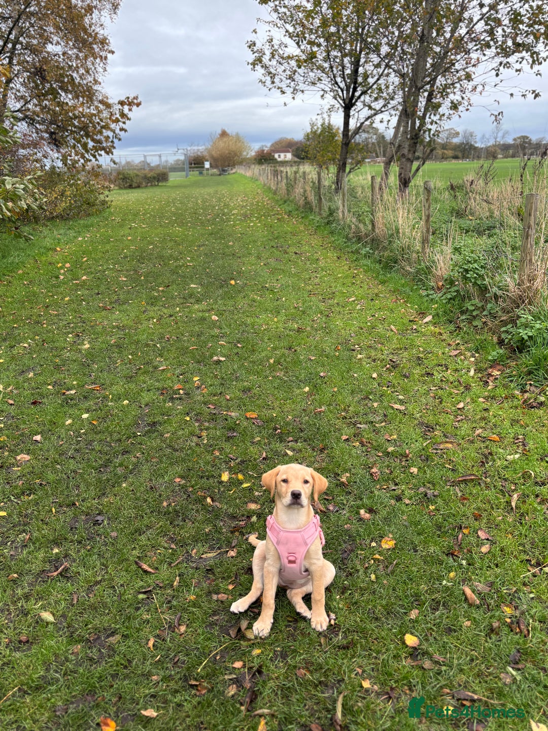 Labrador Retriever dogs for sale: Penny - Advert 2
