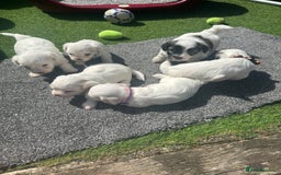 Bichon Frise dogs for sale: 6 Little puppies Bichon frise - Image 2