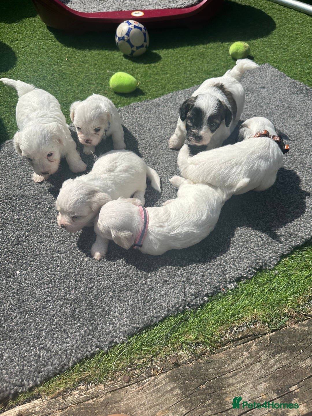 Bichon Frise dogs for sale: 6 Little puppies Bichon frise - Image 2