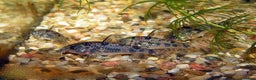 Corys fish for sale: Various species of Corydoras. Adult breeding pairs - Advert 20