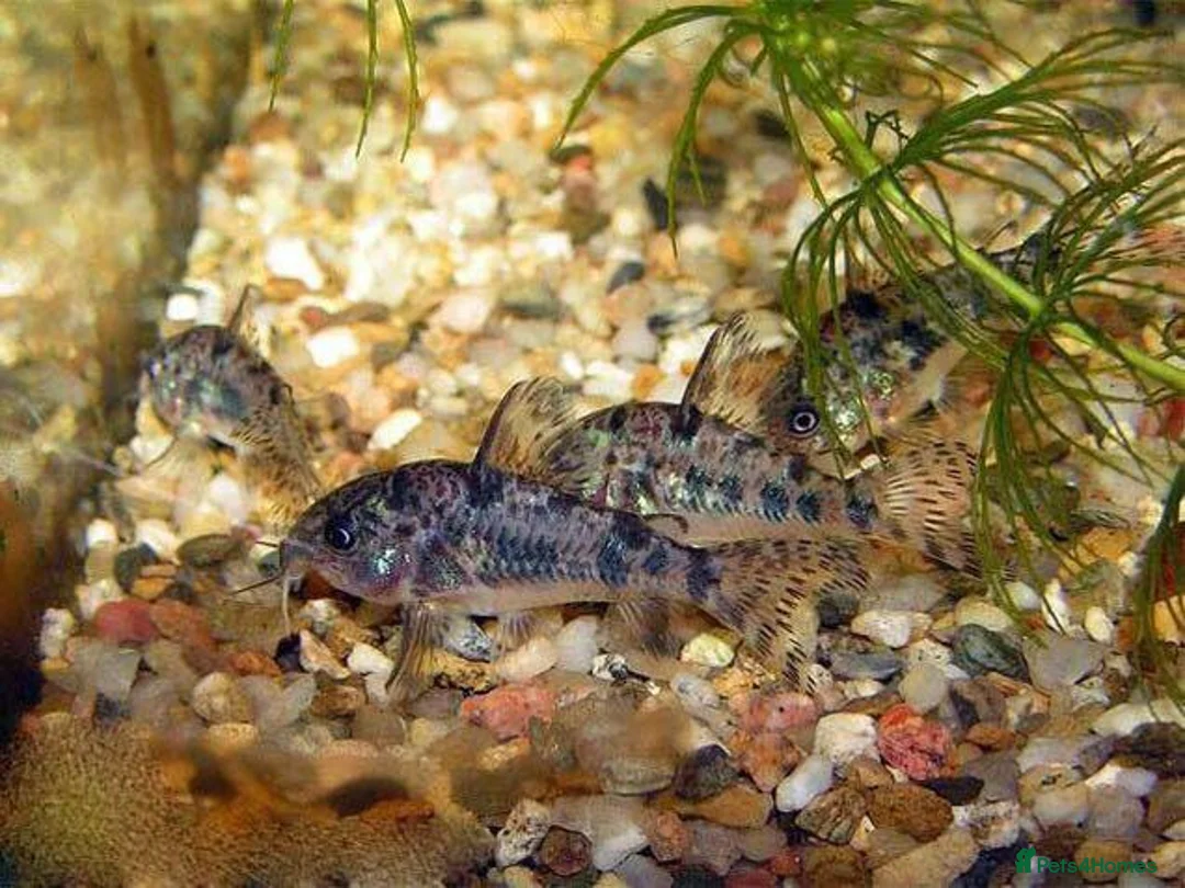 Corys fish for sale: Various species of Corydoras. Adult breeding pairs - Advert 20