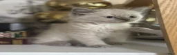 Mixed Breed cats for sale: White kitten, with coloured paws in Bootle - Advert 7