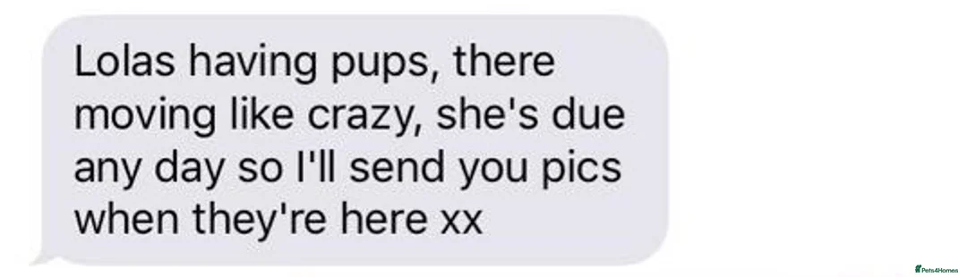 Yorkshire Terrier dogs for stud: Miniature experienced Yorkie STUD price 150 in Worcester - Advert 14