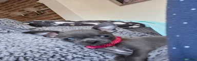 Chihuahua Puppy 6