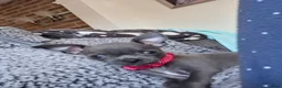 Chihuahua dogs for sale: 6 beautiful chihuahuas  - Advert 7