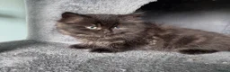Mixed Breed cats for sale: Ready now Beautiful long haired kittens  - Advert 10