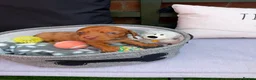 Miniature Dachshund dogs for sale: Long haired miniature dachshunds  in Liverpool - Advert 23