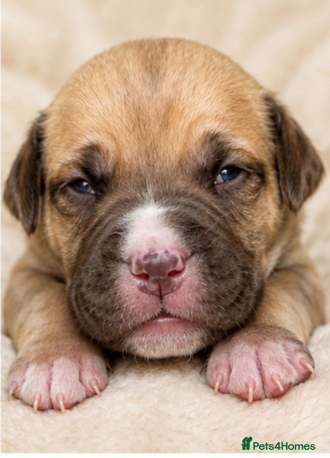Mixed Breed dogs North American mastiff X boerboel  - Advert 2