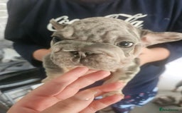 French Bulldog dogs for sale:  Beautiful french bulldog puppies for sale - Image 15