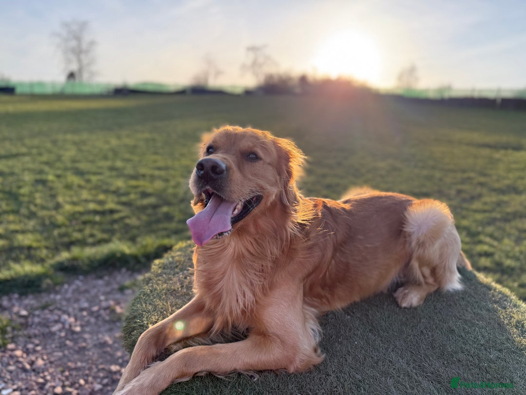 Golden Retriever dogs for stud: HANDSOME 2 YEAR OLD RED STUD - GOLDEN RETRIEVER  - Image 7