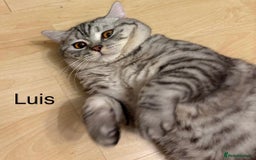 British Shorthair cats for sale: 3 adorable BSH boys looking for forever homes! in London - Image 5